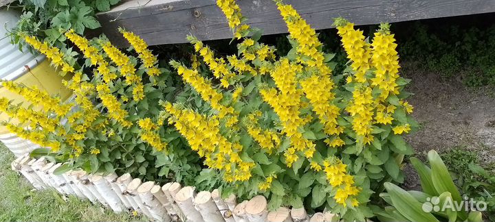 Многолетние цветы