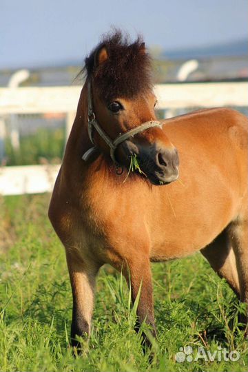 Пони: кобылы и жеребята шетлендские