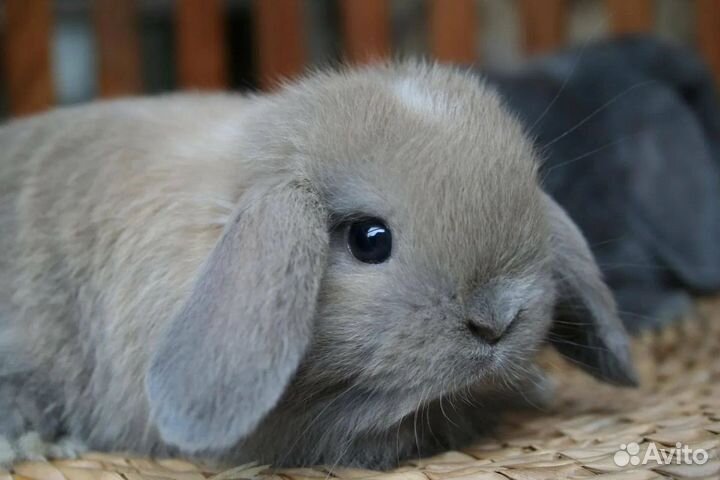 Кролик mini-lop NHD