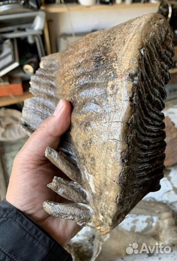 Зуб мамонта