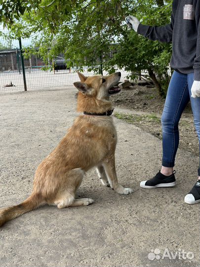 Рыжик ищет дом, пристраивается в добрые руки
