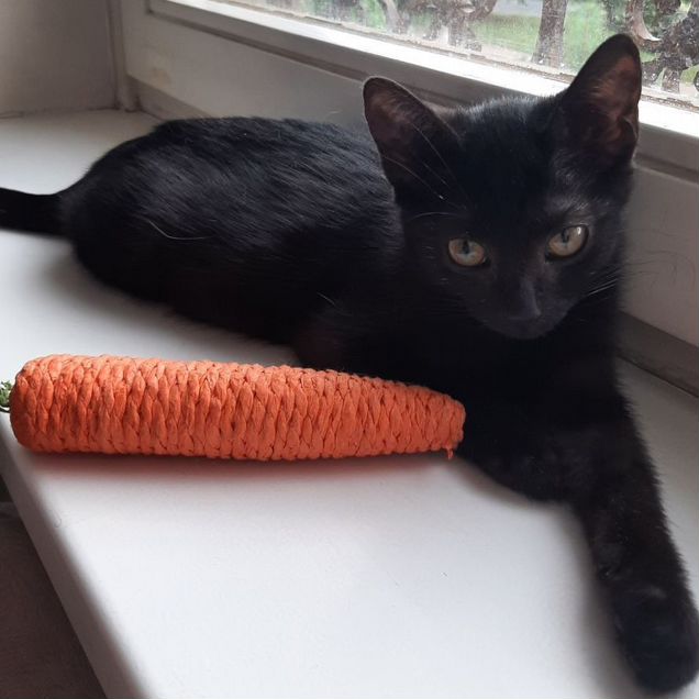 Котёнок в добрые руки