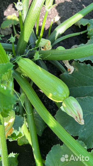 Кабачок на переработку