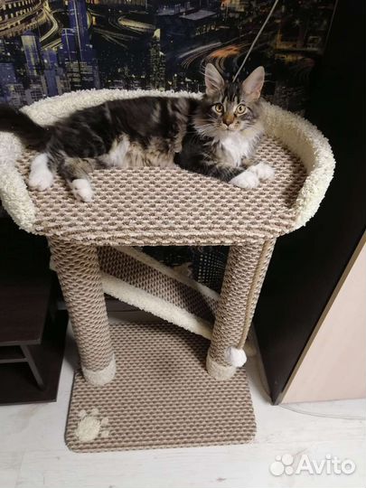 Когтеточка с лежанкой