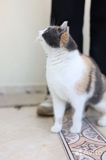 Очень ласковая кошка ищет семью