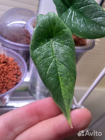 Алоказия скальпрум аурея