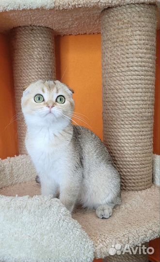 Шотландские вислоухие котята с документами