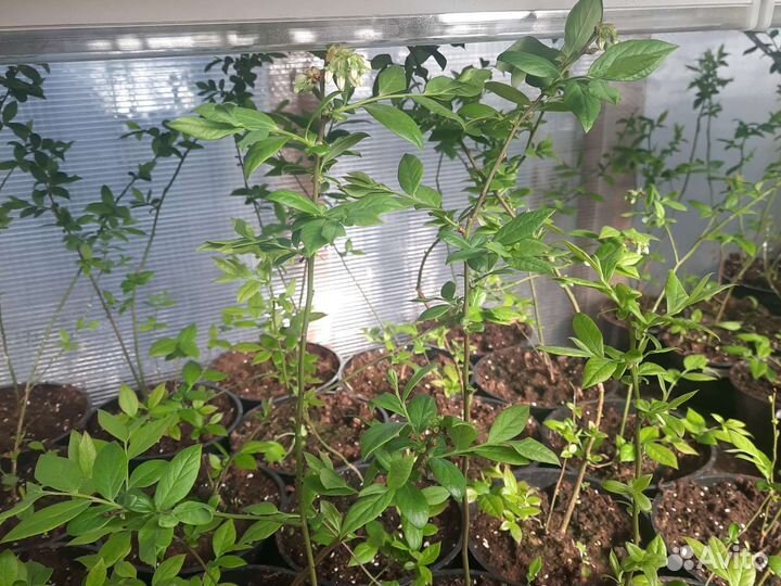 Саженцы голубики