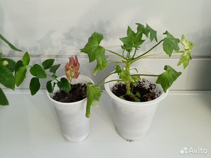 Пеларгония. Белопероне