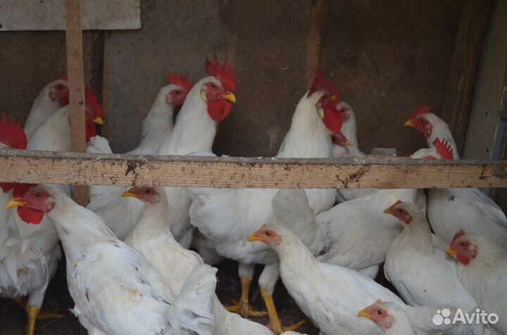 Молодые петухи от домашних курочек