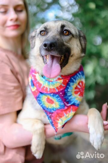 Собака ищет семью