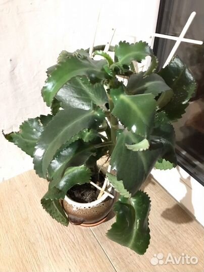 Монстера, Кактусы, Каланхоэ