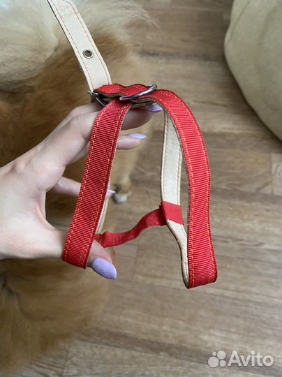 Поводок и намордник для мелких собак