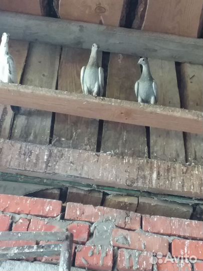 Голуби Венгры