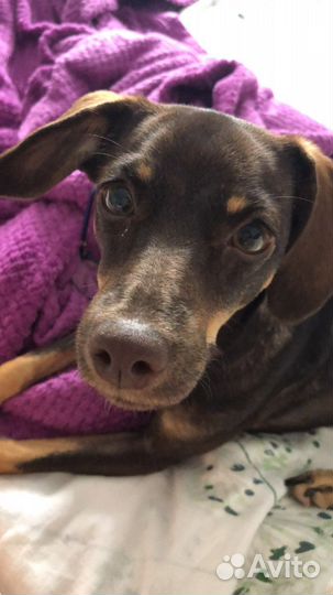 В дом без аллергии