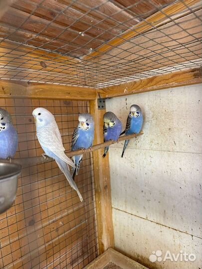 Попугай. Молодые выставочные Чехи