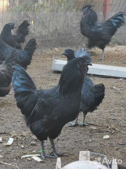 Петух чёрный (ухейилюй)