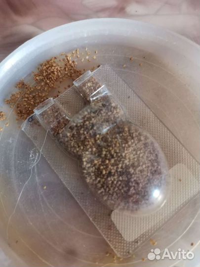 Отрава от домашних муравьёв