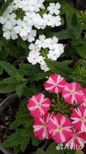 Рассада летников