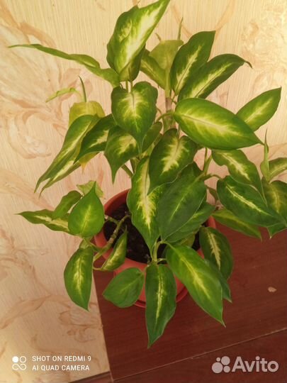 Комнатные Растения, цветы