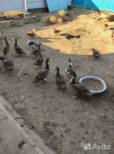 Мускусные утки тяжелые линии