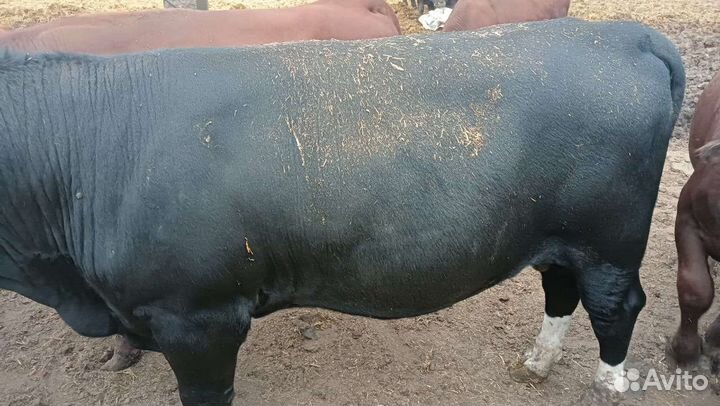 Бычки и быки