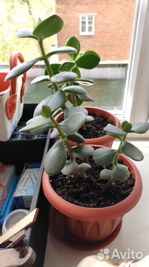 Толстянка Евгений дарит отростки