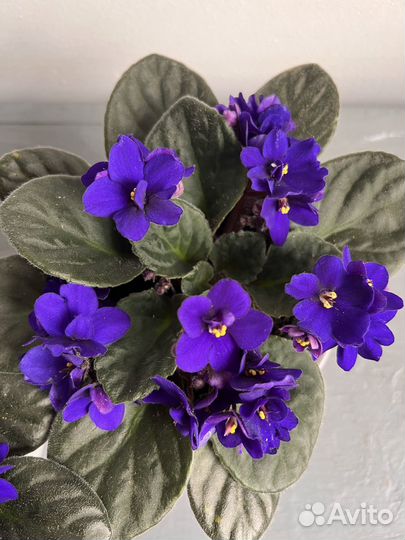 Фиалка фиолетовая