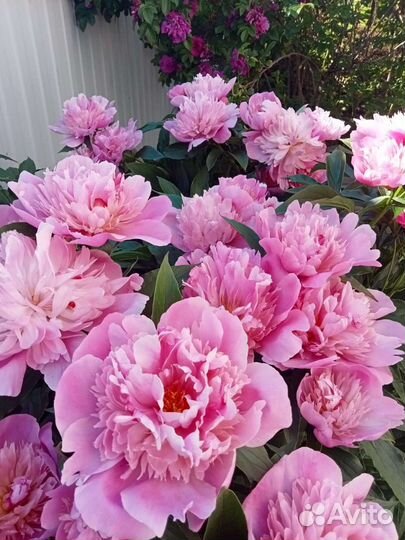 Пионы сортовые делёнки и кусты