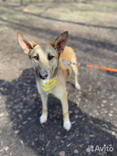 Умная и ласковая собака из приюта в дар
