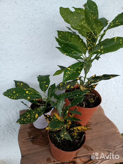 Кодиеум Кротон