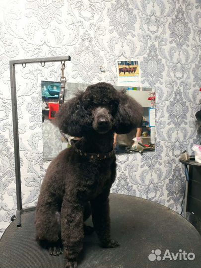 Пудель вязка