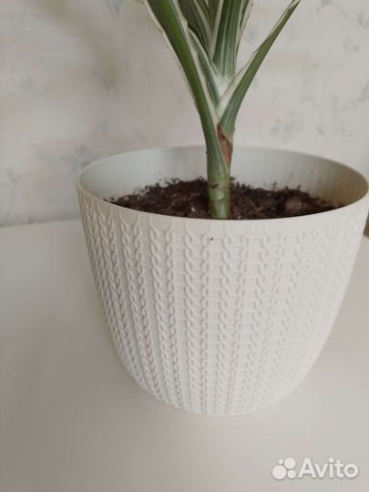 Пальма Драцена, Хамедорея