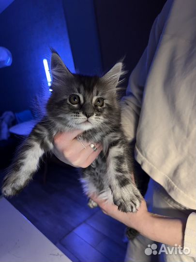 Котята мейн-кун