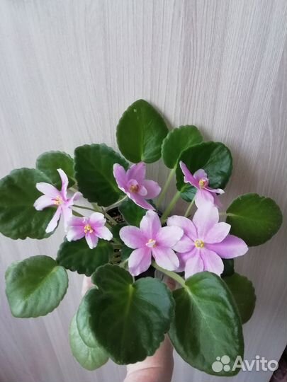 Фиалки взрослые сортовые