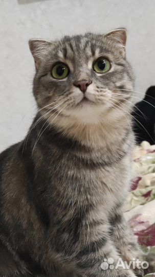 Взрослая кошка