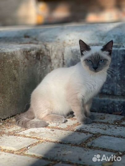 Тася в добрые руки