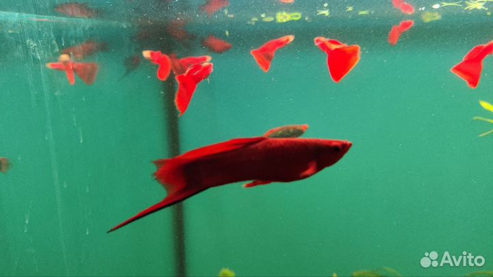 Гуппи ред фул