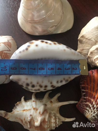 Морские ракушки