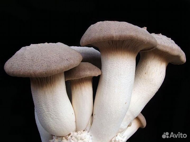 Вешенка королевская (семена)