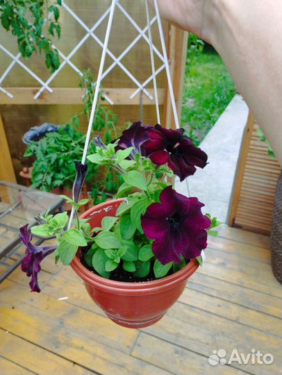 Колеус, дихонтра, петуния вегет. Грозовое небо