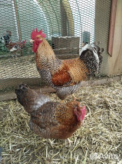 Продажа породной птицы