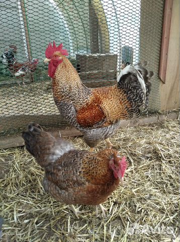 Продажа породной птицы