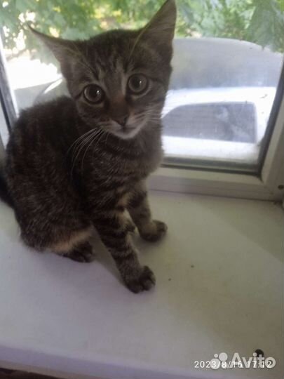 Молодой кот