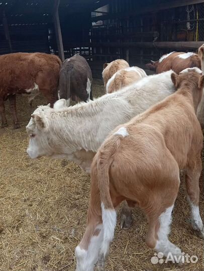 Бычки и телята