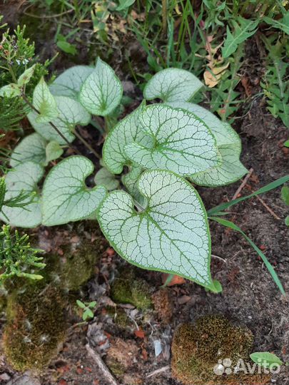 Садовые многолетники