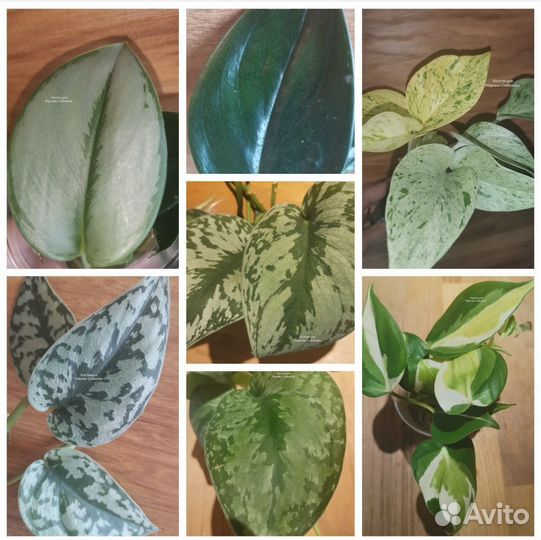 Редкие сциндапсусы