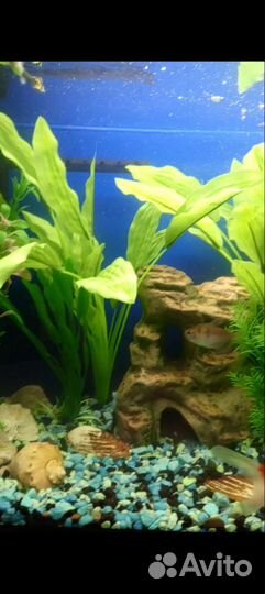 Грот для аквариума и растения