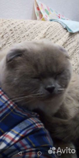 Шотландская вислоухая кот