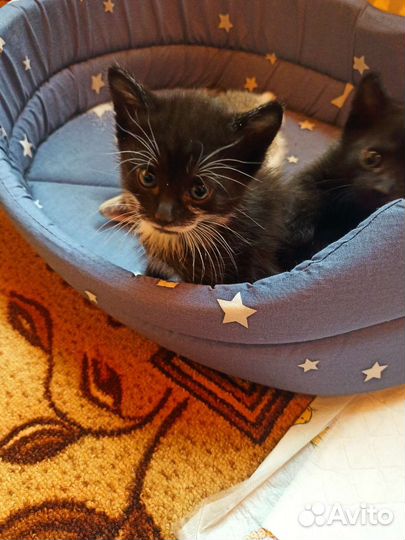 Котята в добрые руки бесплатно